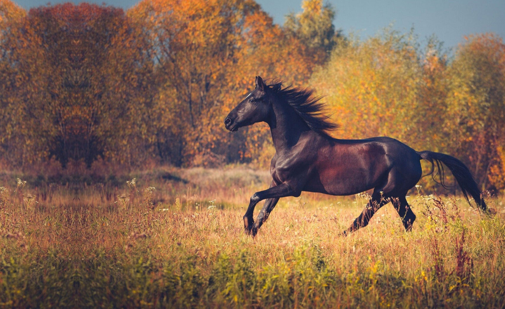 Galoppierendes Pferd auf Wiese